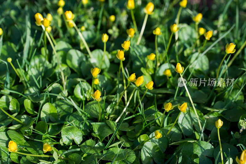 春Ficaria verna，较小的白屈菜黄色花特写选择性焦点